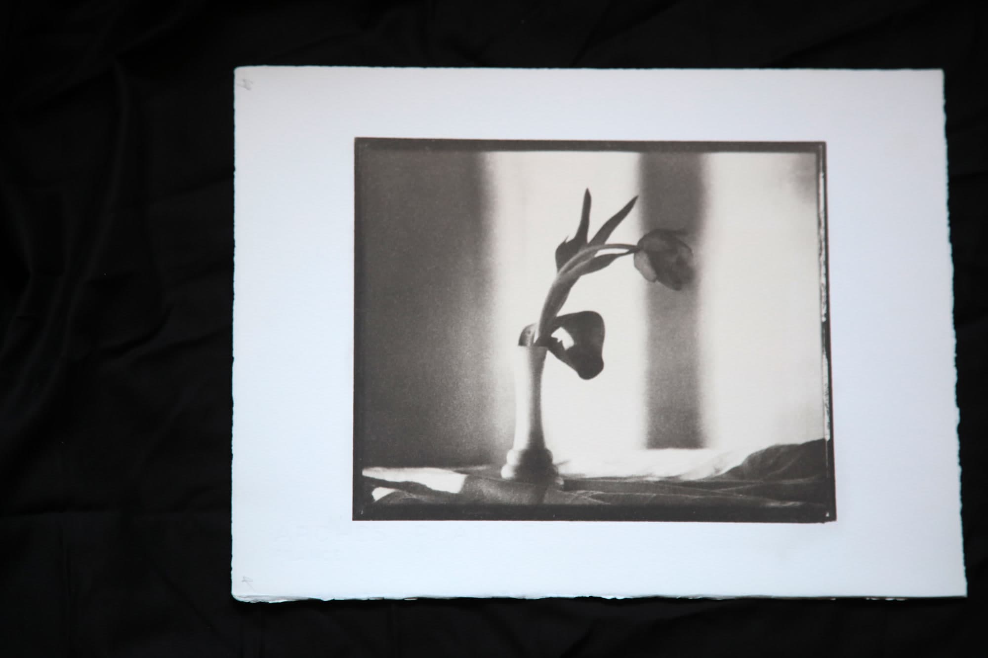 049 — Tulipán, Praha, 2005